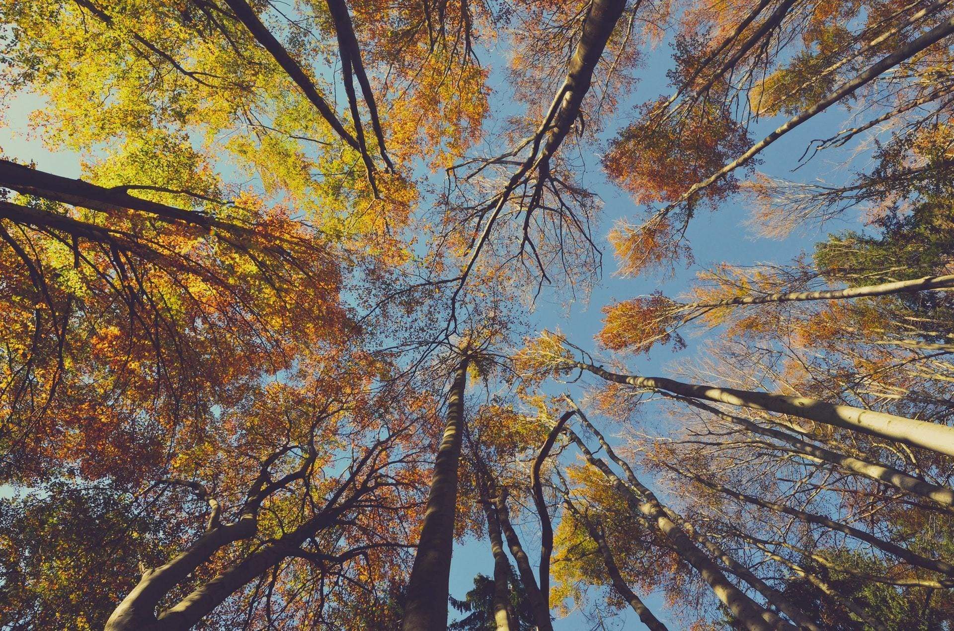 Mystic Medicine: October